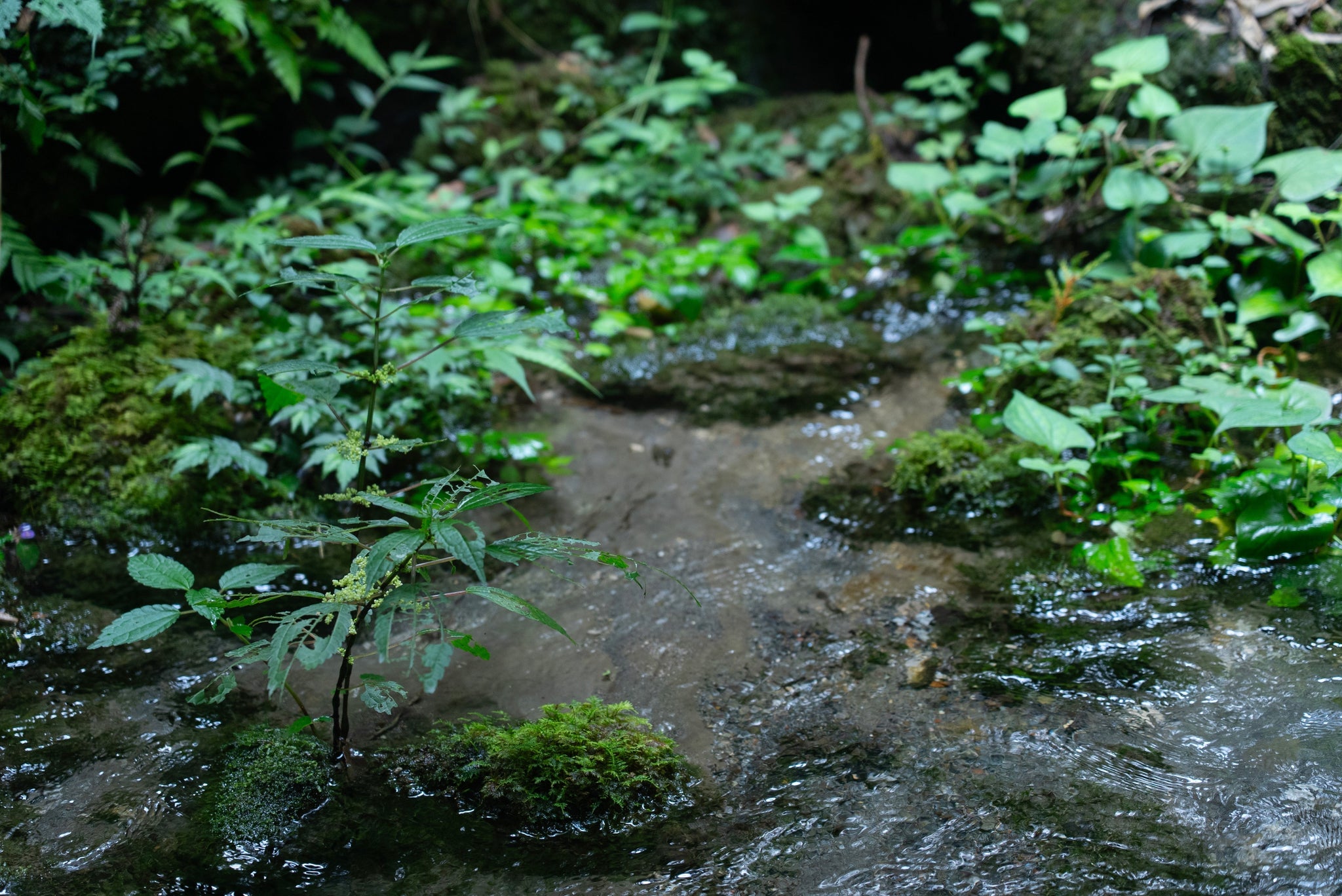 【EVENT】11.8-9「WELLNESS WORLD NAGOYA 2025」