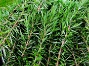 TE.ON（テオン）｜公式オンラインサイト